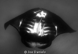 Manta Ray, Coral Bay Ningaloo Reef by Joe Daniels 